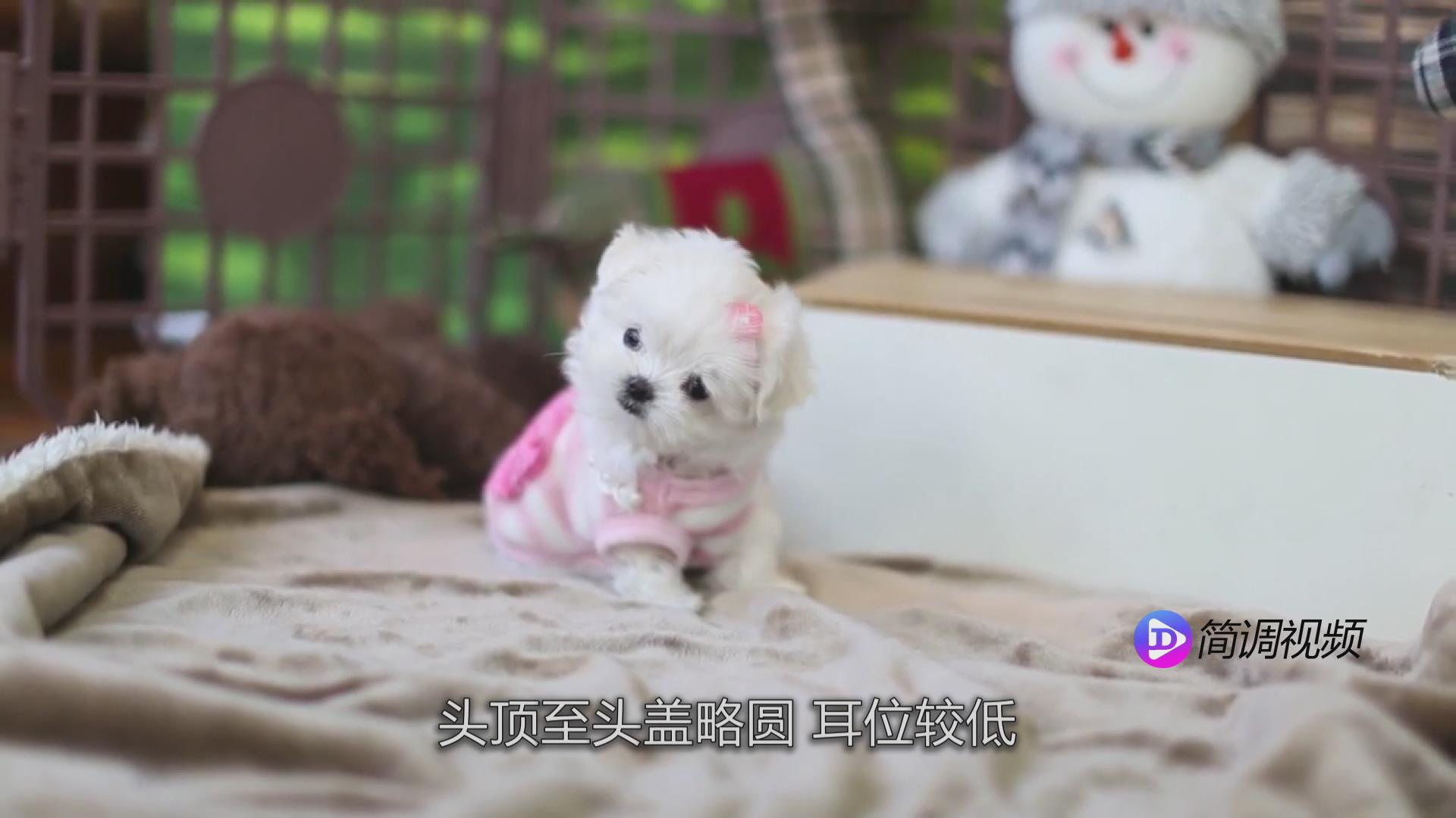 马尔济斯犬的介绍 马尔济斯犬的介绍视频