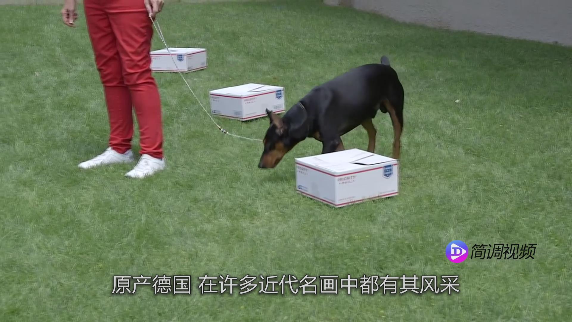 小鹿犬的介绍 小鹿犬介绍