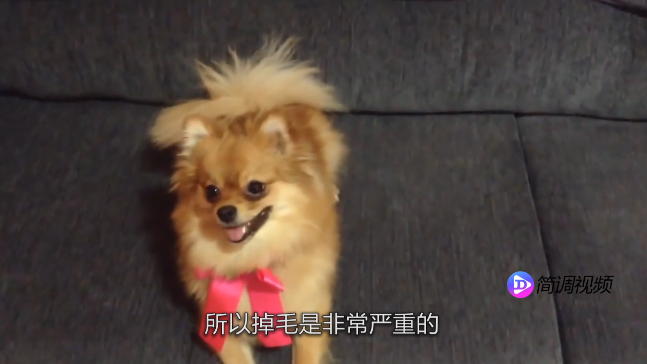 博美犬好养吗 博美犬好养吗视频