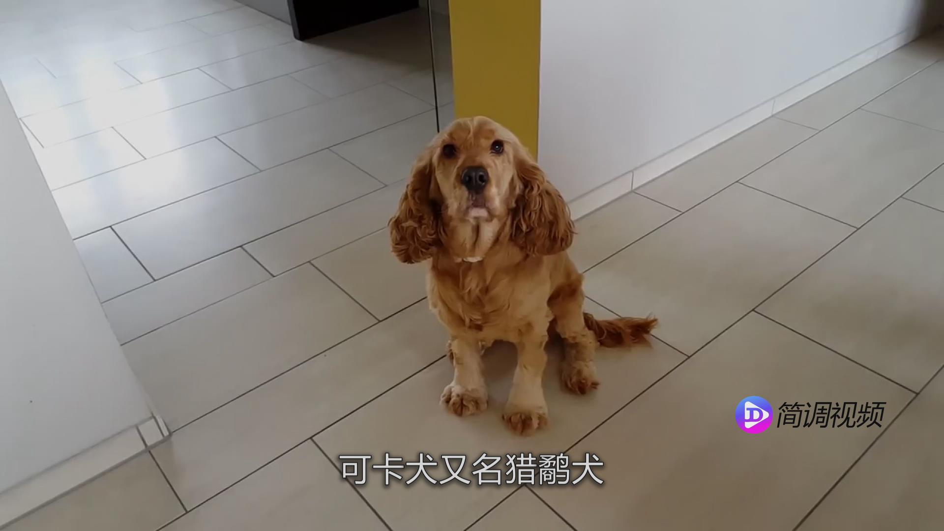 可卡犬的介绍 可卡犬详细介绍