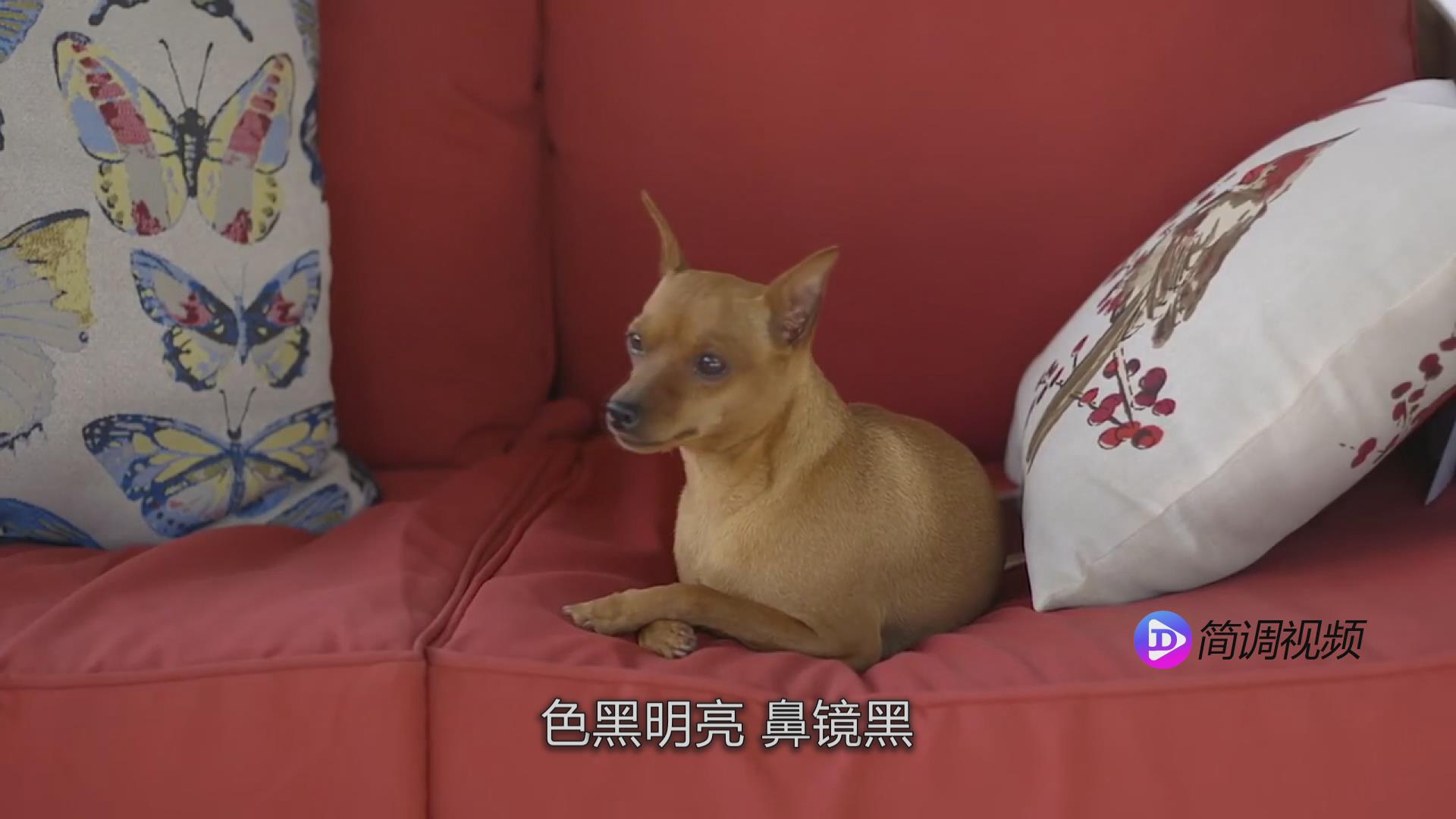 小鹿犬的介绍 小鹿犬介绍