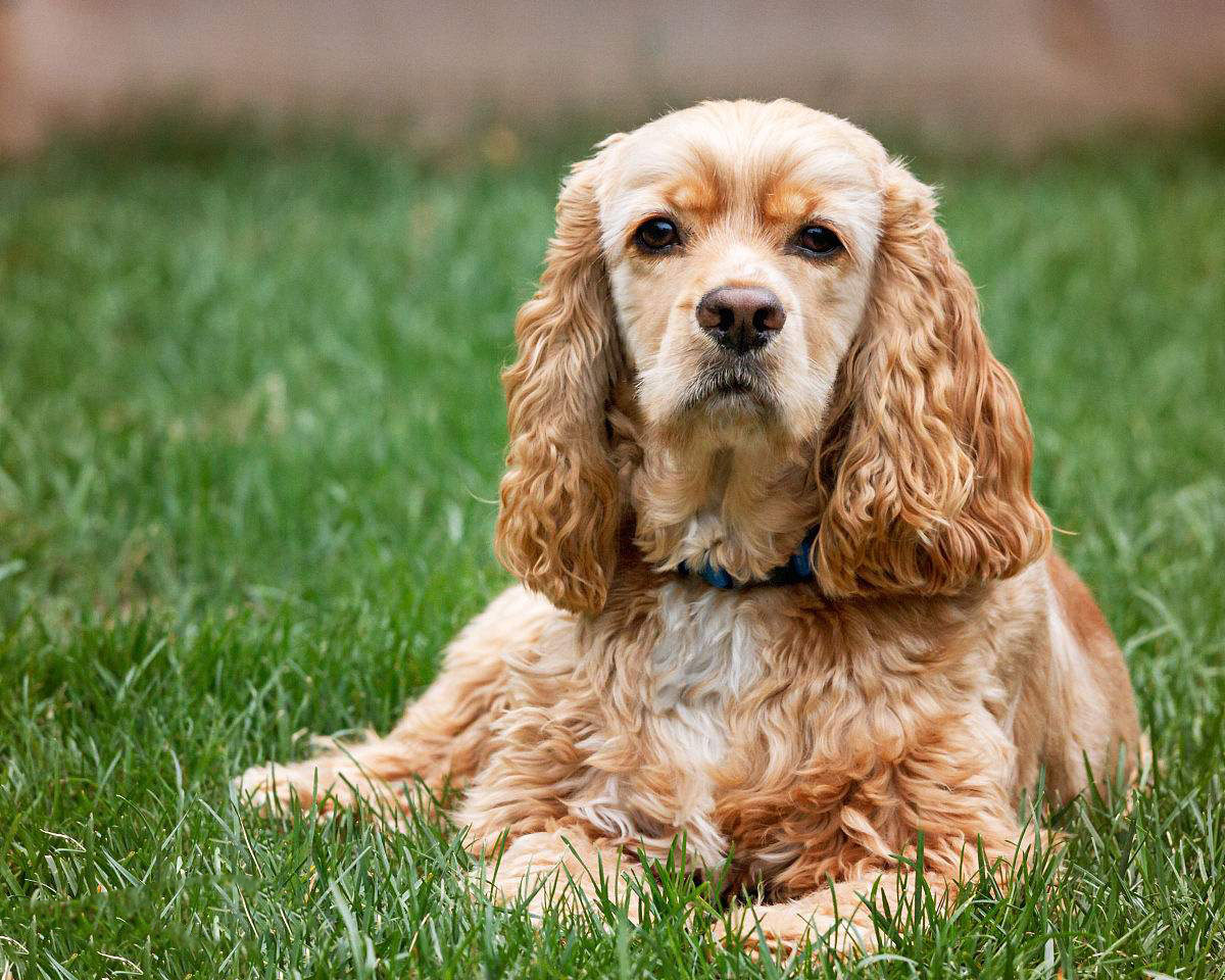 可卡犬的介绍 可卡犬详细介绍