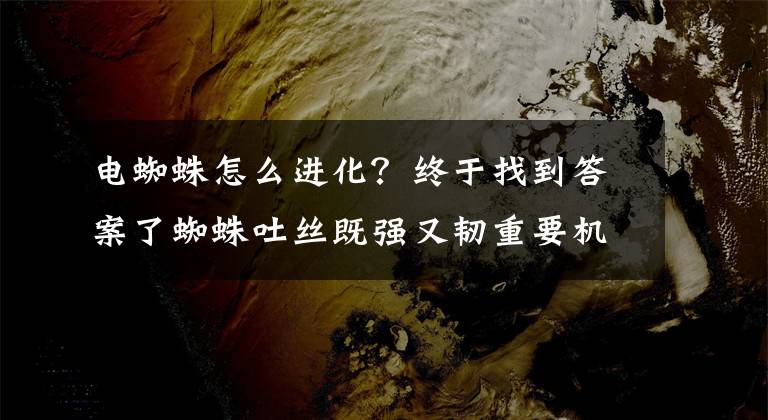 电蜘蛛怎么进化？终于找到答案了蜘蛛吐丝既强又韧重要机制破解