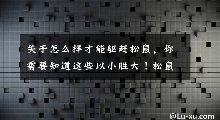 关于怎么样才能驱赶松鼠，你需要知道这些以小胜大！松鼠为保护自己的坚果成功赶走麂鹿