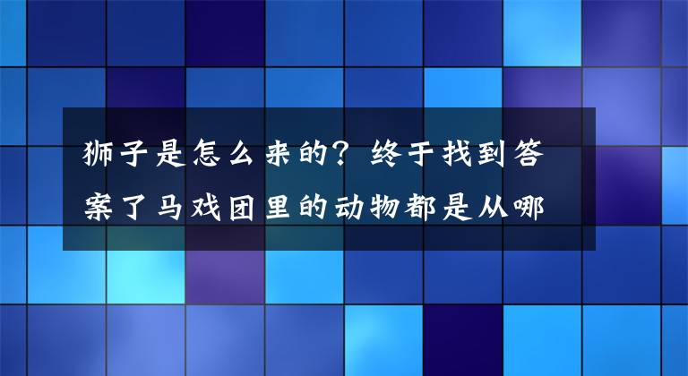 狮子是怎么来的？终于找到答案了马戏团里的动物都是从哪里来的？网友：哪有那么多的野生动物！