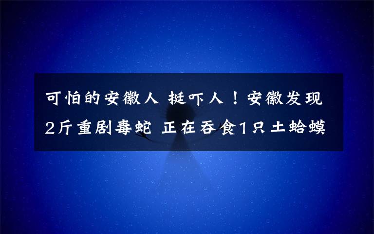 可怕的安徽人 挺吓人！安徽发现2斤重剧毒蛇 正在吞食1只土蛤蟆……