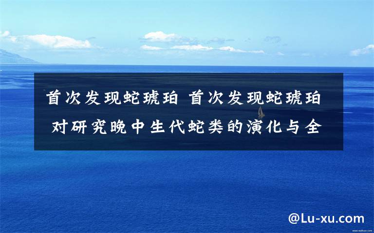 首次发现蛇琥珀 首次发现蛇琥珀 对研究晚中生代蛇类的演化与全球分布有着重要价值