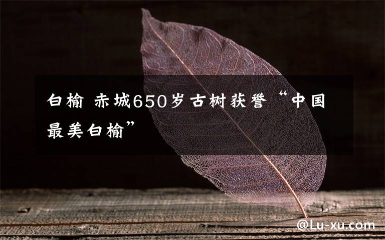 白榆 赤城650岁古树获誉“中国最美白榆”