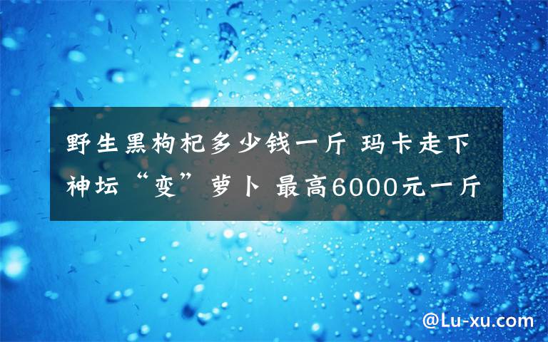 野生黑枸杞多少钱一斤 玛卡走下神坛“变”萝卜 最高6000元一斤现卖两毛