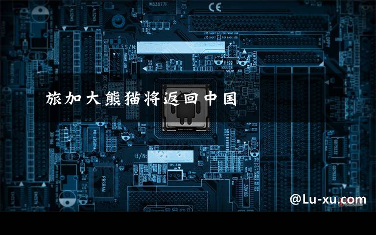 旅加大熊猫将返回中国文章配图