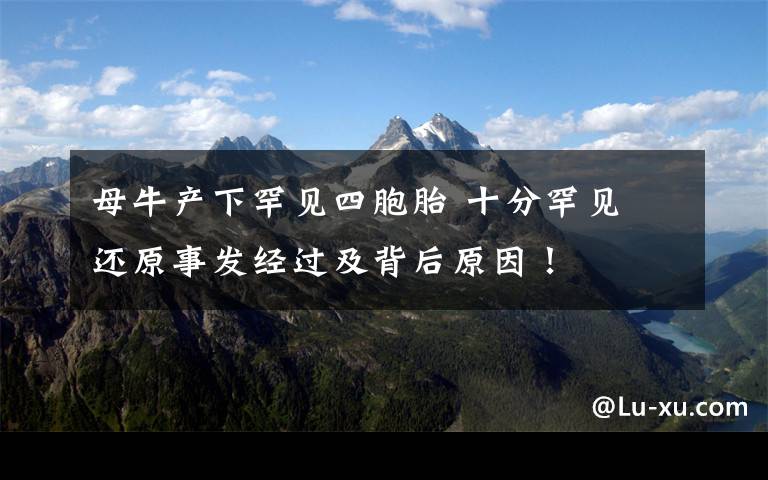 母牛产下罕见四胞胎 十分罕见 还原事发经过及背后原因！