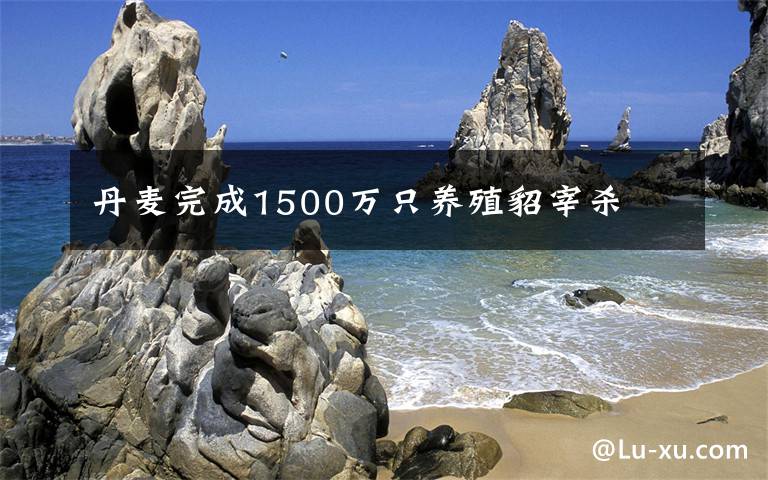 丹麦完成1500万只养殖貂宰杀