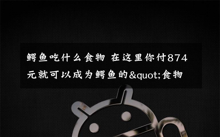 鳄鱼吃什么食物 在这里你付874元就可以成为鳄鱼的"食物" 360度视角感受食人鳄