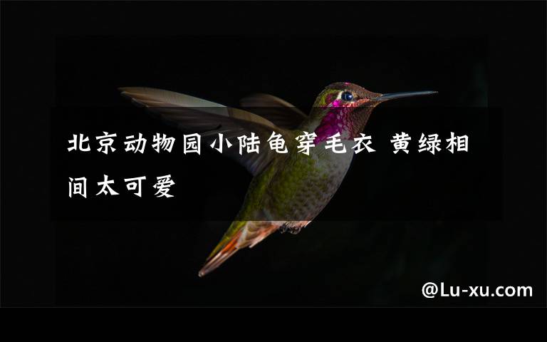 北京动物园小陆龟穿毛衣 黄绿相间太可爱