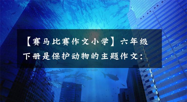 【赛马比赛作文小学】六年级下册是保护动物的主题作文：范文带路，帮助你获得考场满分。