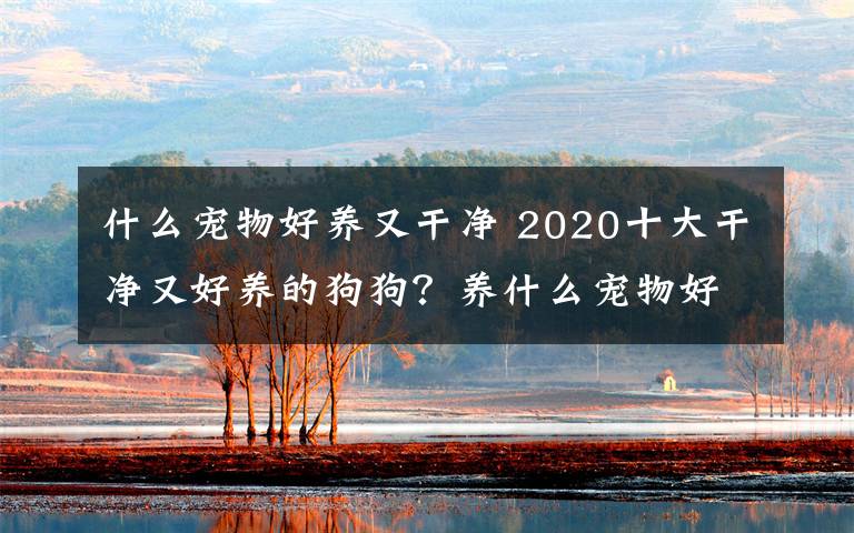 什么宠物好养又干净 2020十大干净又好养的狗狗？养什么宠物好十强排行榜