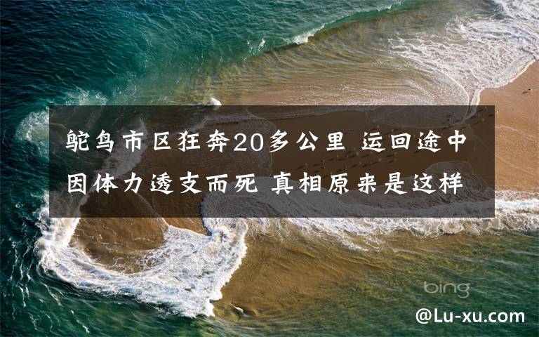 鸵鸟市区狂奔20多公里 运回途中因体力透支而死 真相原来是这样！