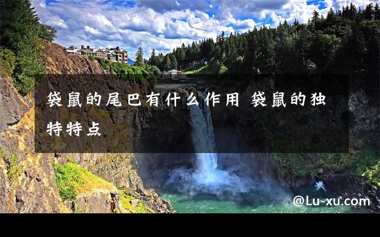 袋鼠的尾巴有什么作用 袋鼠的独特特点