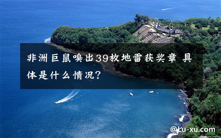 非洲巨鼠嗅出39枚地雷获奖章 具体是什么情况？