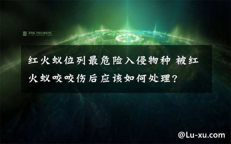 红火蚁位列最危险入侵物种 被红火蚁咬咬伤后应该如何处理?