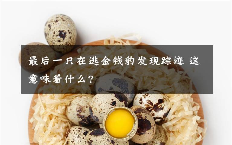 最后一只在逃金钱豹发现踪迹 这意味着什么?