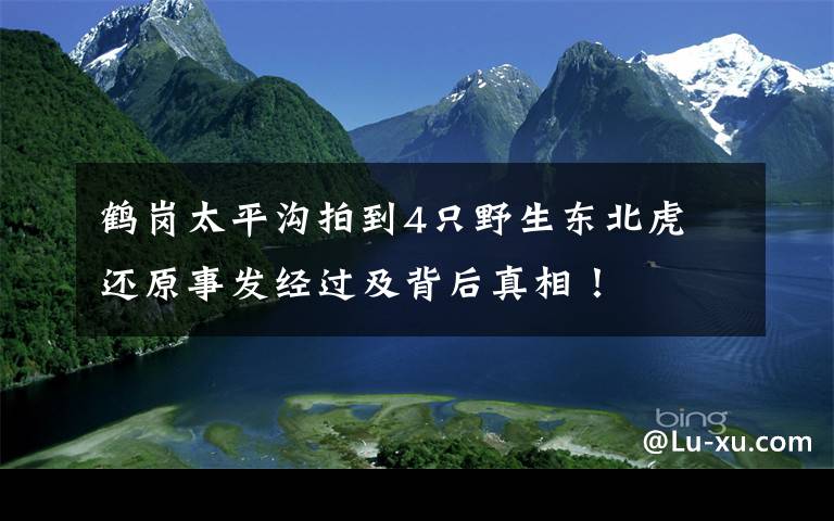 鹤岗太平沟拍到4只野生东北虎 还原事发经过及背后真相！