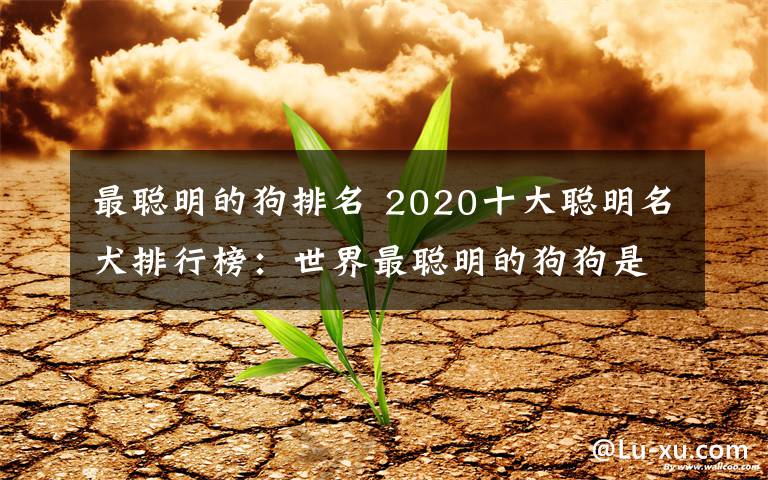 最聪明的狗排名 2020十大聪明名犬排行榜：世界最聪明的狗狗是什么品种？