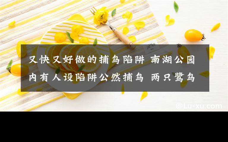 又快又好做的捕鸟陷阱 南湖公园内有人设陷阱公然捕鸟 两只鹭鸟一死一伤