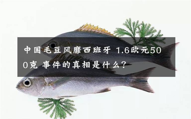 中国毛豆风靡西班牙 1.6欧元500克 事件的真相是什么？