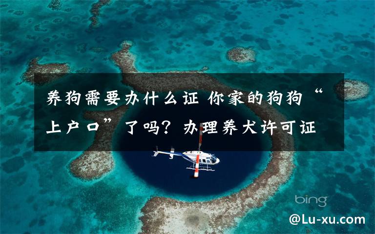 养狗需要办什么证 你家的狗狗“上户口”了吗？办理养犬许可证的不到十分之一