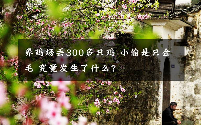 养鸡场丢300多只鸡 小偷是只金毛 究竟发生了什么?