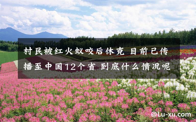 村民被红火蚁咬后休克 目前已传播至中国12个省 到底什么情况呢？