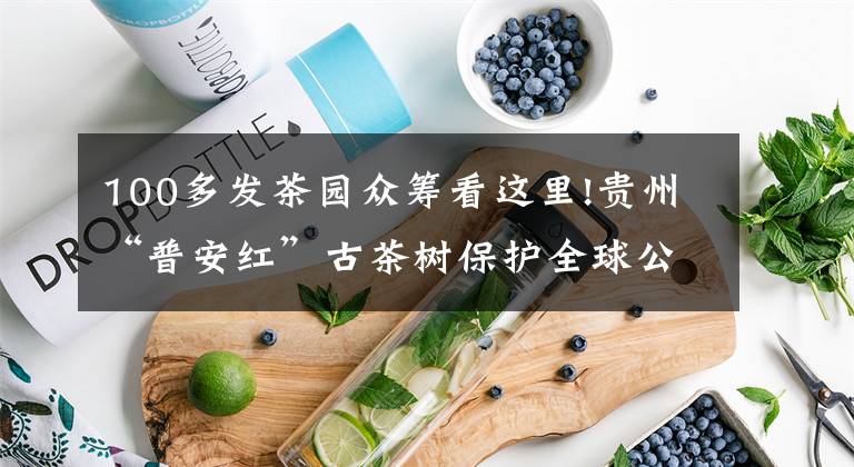 100多发茶园众筹看这里!贵州“普安红”古茶树保护全球公益众筹在京启动