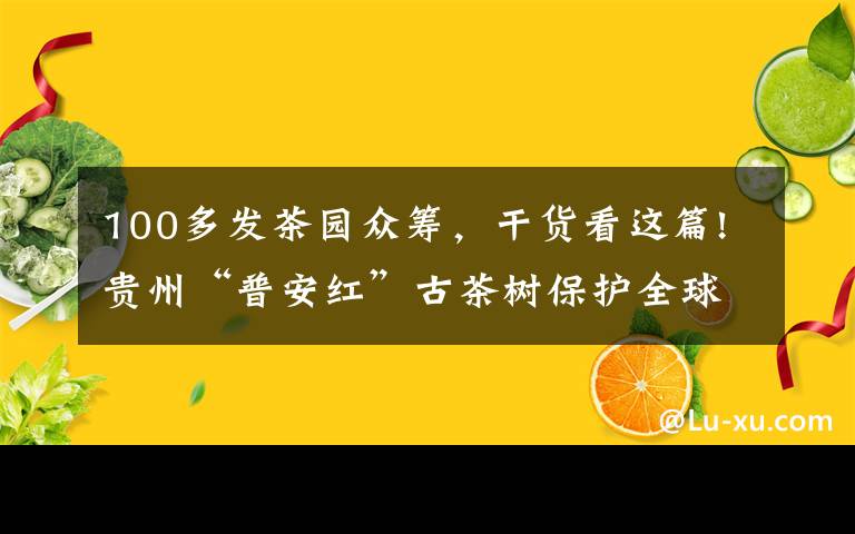 100多发茶园众筹，干货看这篇!贵州“普安红”古茶树保护全球公益众筹在京启动