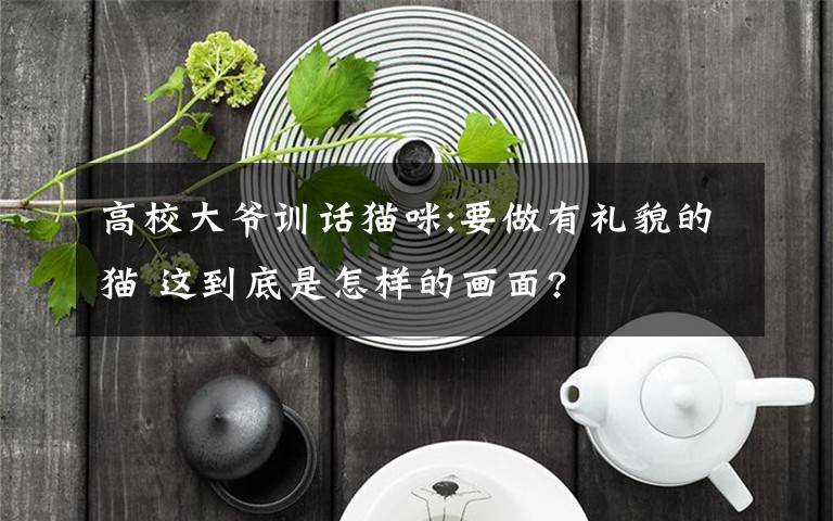 高校大爷训话猫咪:要做有礼貌的猫 这到底是怎样的画面?