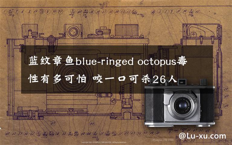 蓝纹章鱼blue-ringed octopus毒性有多可怕 咬一口可杀26人