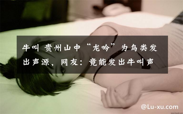 牛叫 贵州山中“龙吟”为鸟类发出声源，网友：竟能发出牛叫声？