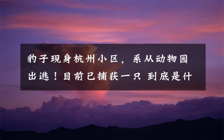 豹子现身杭州小区，系从动物园出逃！目前已捕获一只 到底是什么状况？