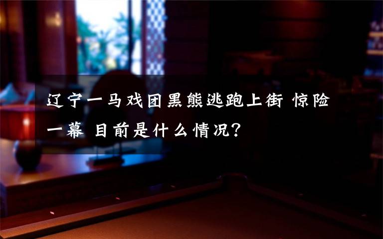 辽宁一马戏团黑熊逃跑上街 惊险一幕 目前是什么情况？