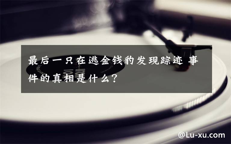 最后一只在逃金钱豹发现踪迹 事件的真相是什么？