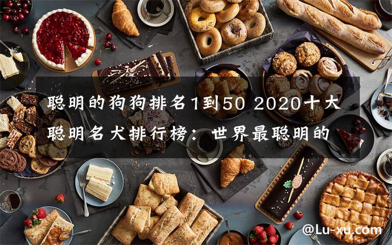 聪明的狗狗排名1到50 2020十大聪明名犬排行榜：世界最聪明的狗狗是什么品种？