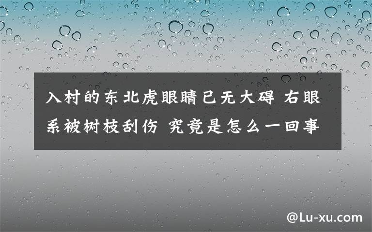 入村的东北虎眼睛已无大碍 右眼系被树枝刮伤 究竟是怎么一回事?