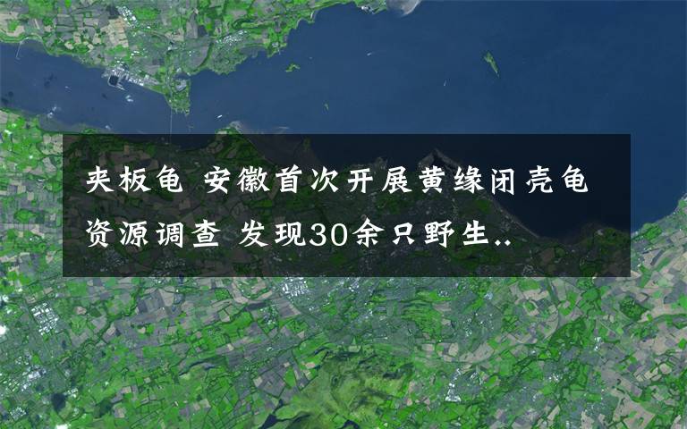 夹板龟 安徽首次开展黄缘闭壳龟资源调查 发现30余只野生..