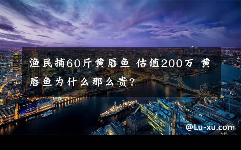 渔民捕60斤黄唇鱼 估值200万 黄唇鱼为什么那么贵?