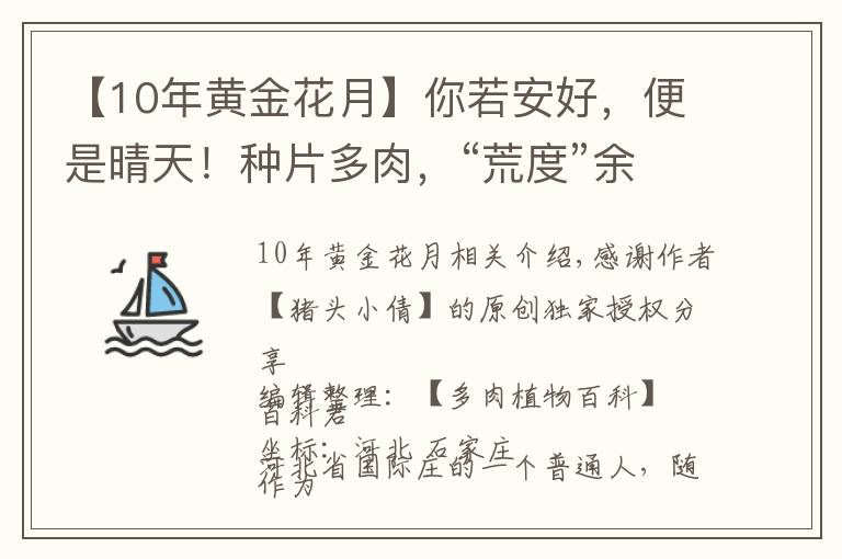 【10年黄金花月】你若安好，便是晴天！种片多肉，“荒度”余生