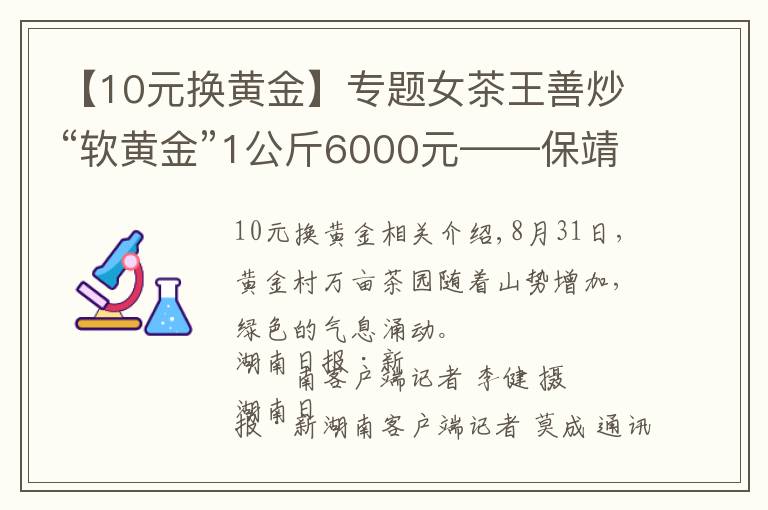 【10元换黄金】专题女茶王善炒“软黄金”1公斤6000元——保靖县吕洞山镇黄金村见闻