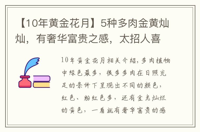 【10年黄金花月】5种多肉金黄灿灿，有奢华富贵之感，太招人喜欢