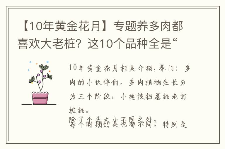 【10年黄金花月】专题养多肉都喜欢大老桩？这10个品种全是“大粗腿”，越养越好看！