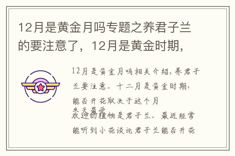 12月是黄金月吗专题之养君子兰的要注意了，12月是黄金时期，能不能开花就看这个月份