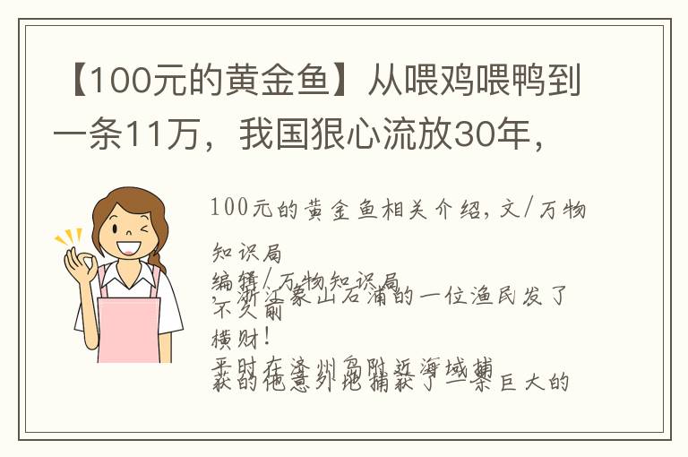 【100元的黄金鱼】从喂鸡喂鸭到一条11万，我国狠心流放30年，为何还救不起一条鱼？